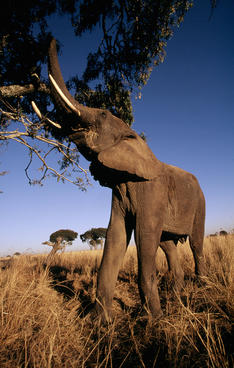 African savanna elephant