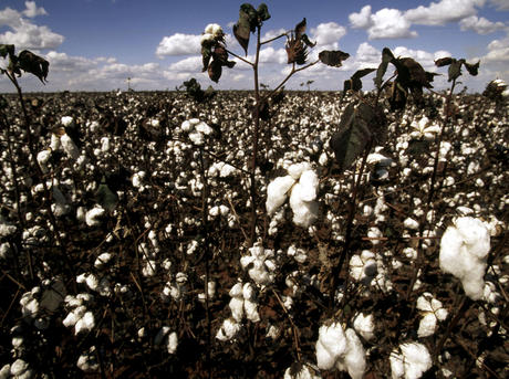 Cotton