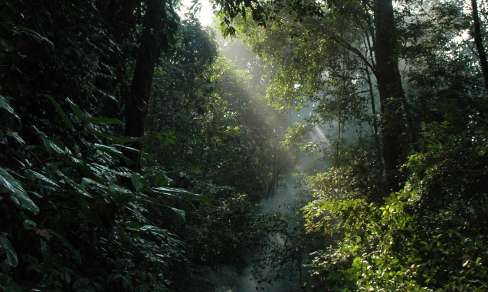 Tropical_forest_Sumatra_247690 | Photos | WWF