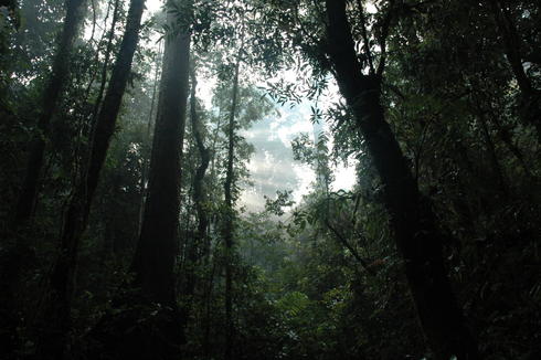 Tropical forest in Sumatra