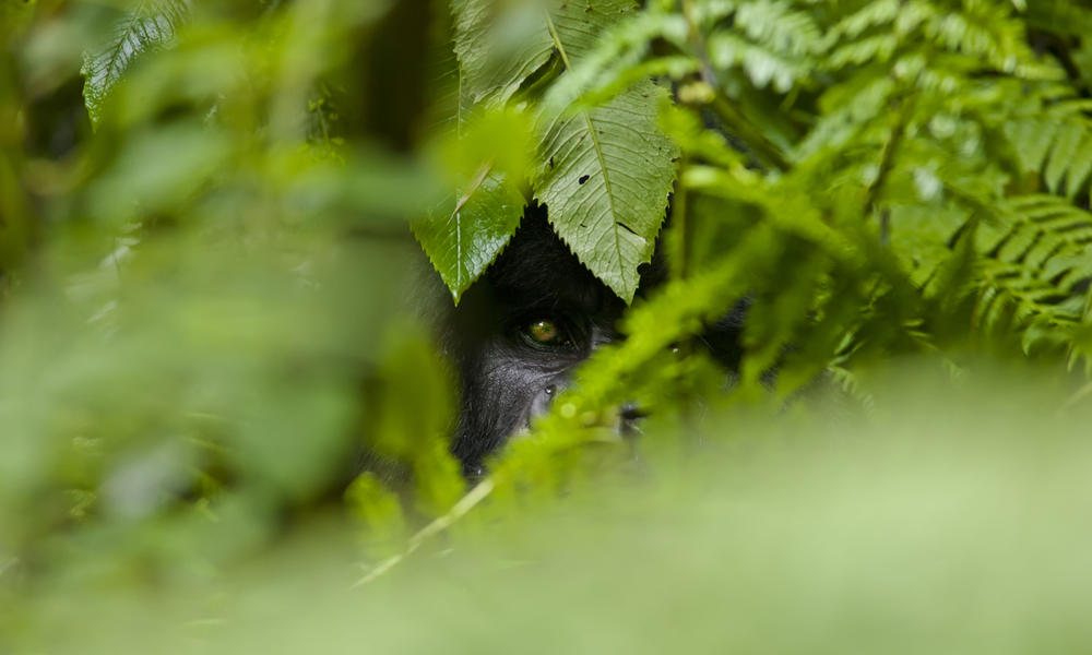 Mountain Gorilla