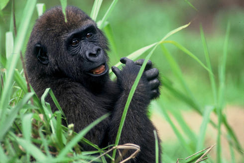 Western lowland gorilla