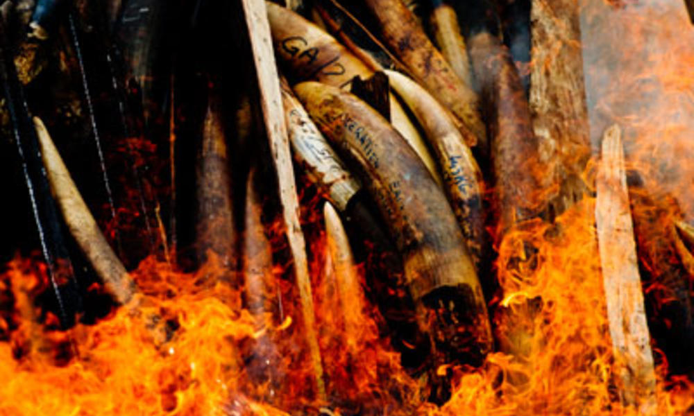 Gabon's seized ivory goes up in smoke beckoning in a new era in the country's commitment to put an end to poaching and other wild life crimes.