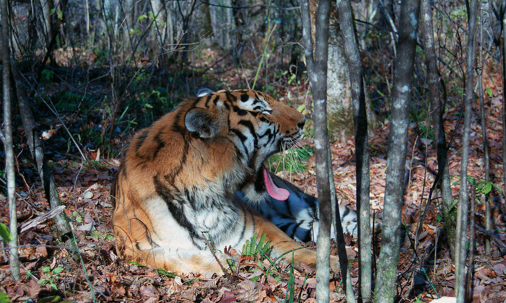 Tigers Yawning