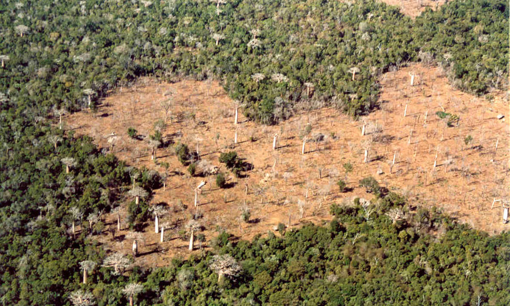 Animals in danger of deforestation