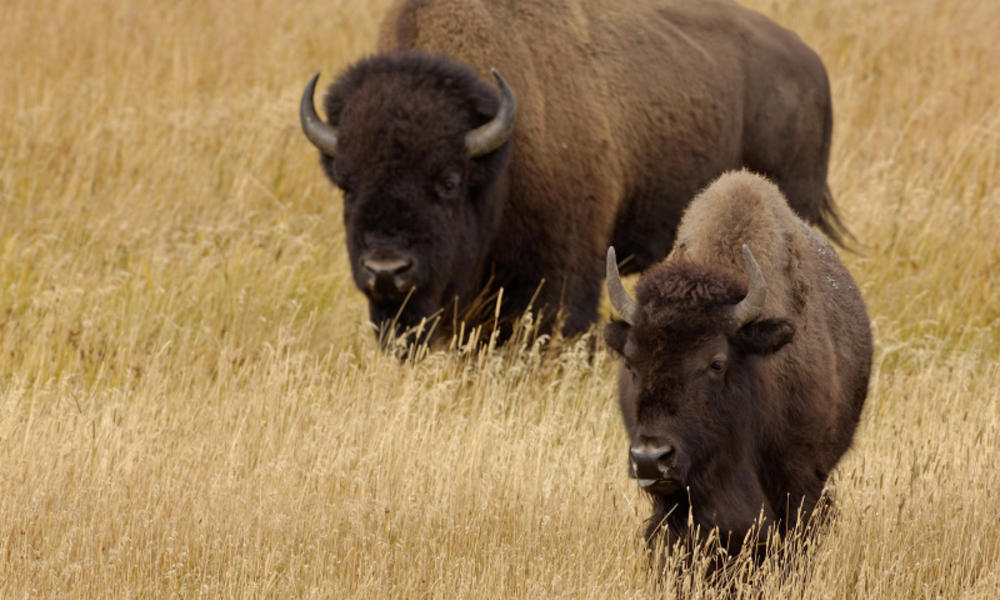 Bison_202599_help