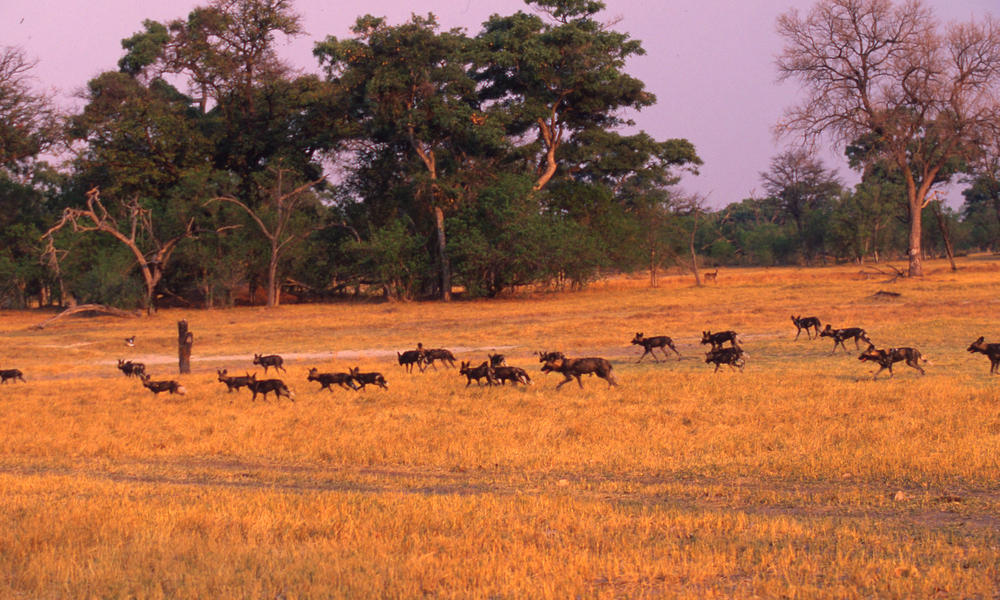 African Wild Dog Pack