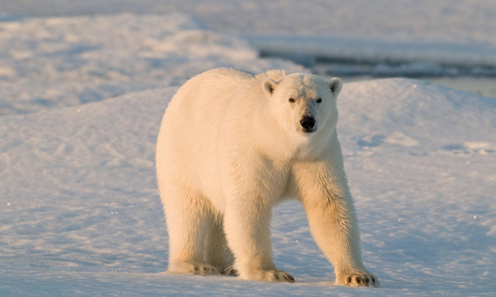 Polar Bear Image