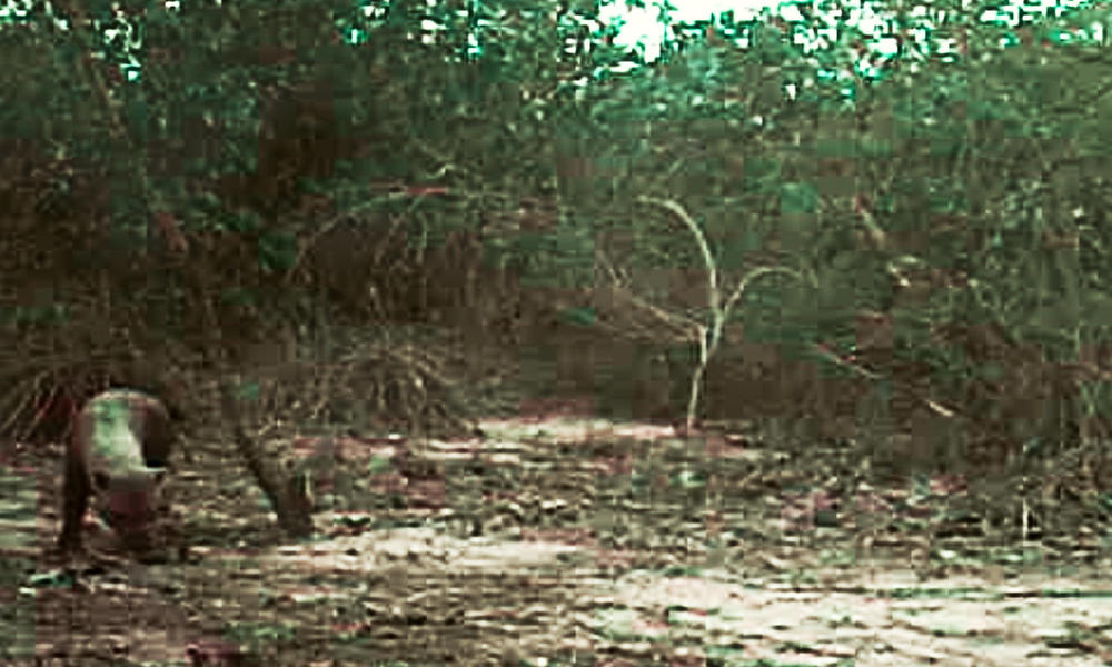 Bush Dog