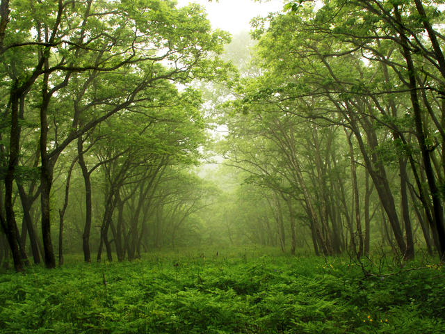 The Forest Shutterstock_12730534