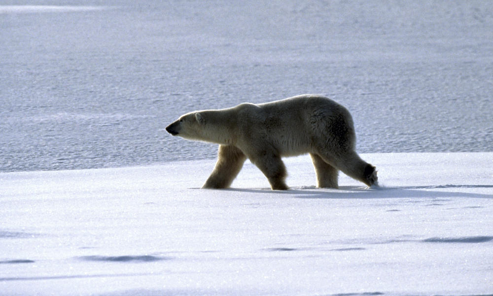 Polar Bear Family
