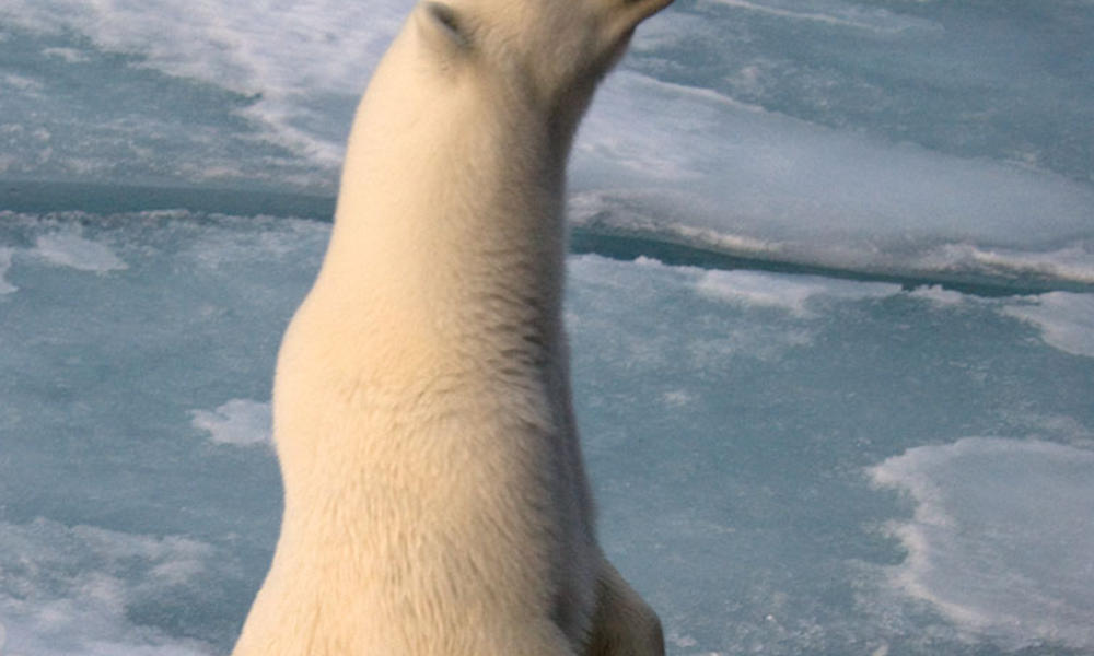Polar Bear, Svalbard, Norway