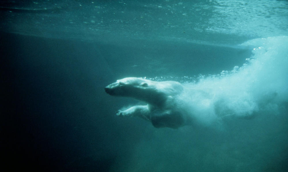 Polar Bear