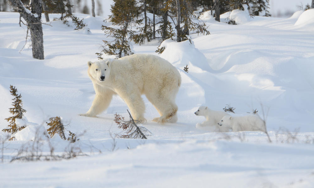 snuggle buddies polar bear