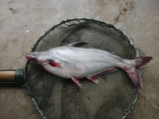 Pangasius aquaculture