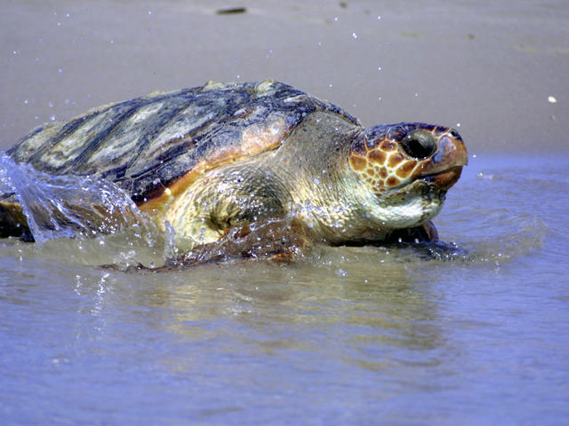 loggerhead-turtle-sea-turtles-species-wwf