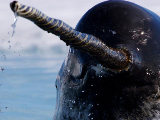 narwhal | species | wwf