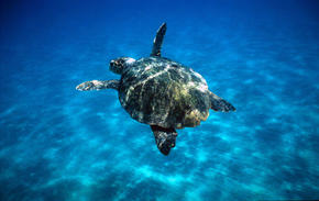 Loggerhead Turtle