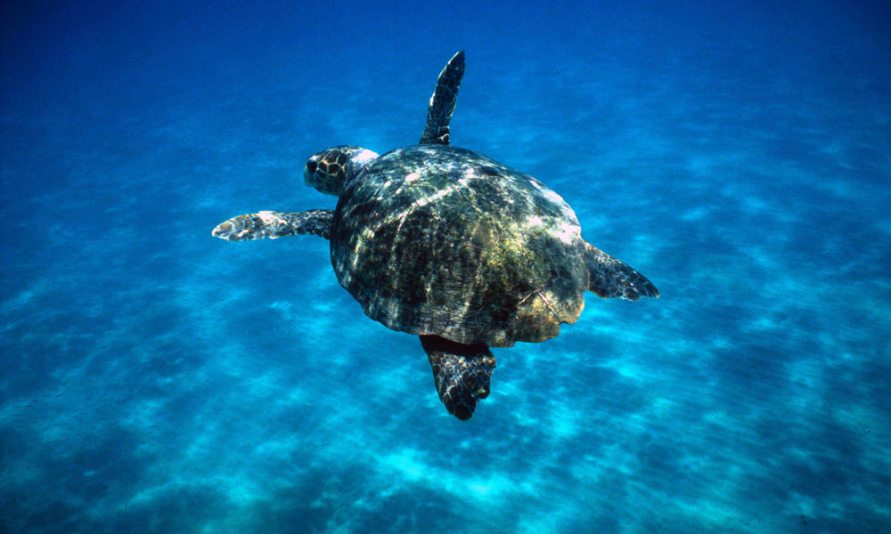 Green sea turtle essay   essaymania.com
