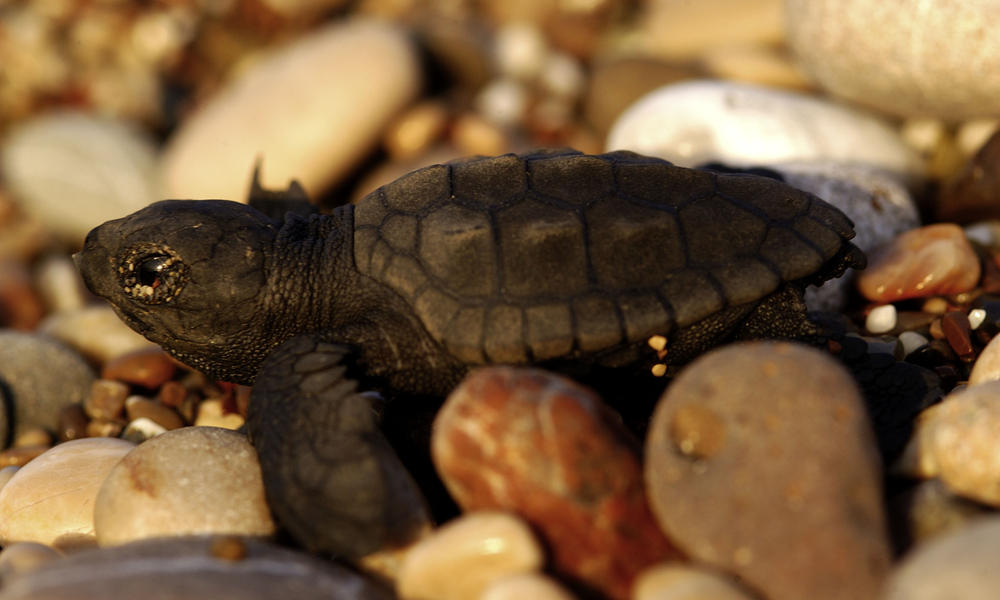 Loggerhead Turtle