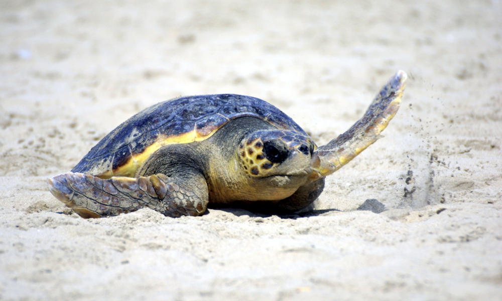 tiny-bits-of-ocean-plastic-threaten-the-survival-of-sea-turtle-hatchlings