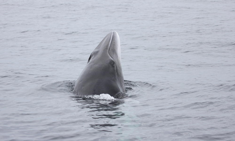 Minke_whale_292807