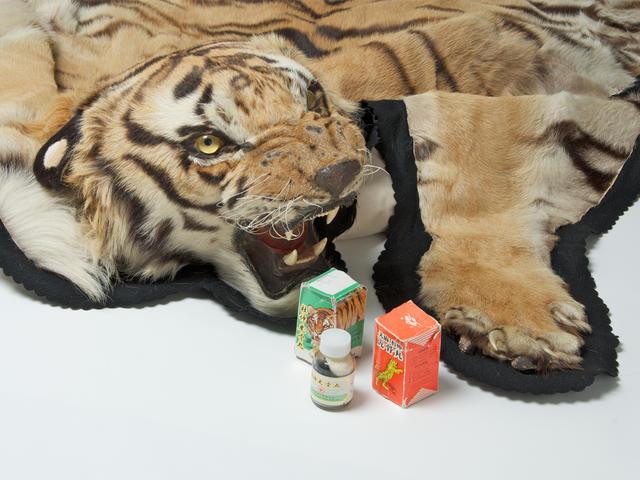 Tiger rug and medicine made from tiger parts