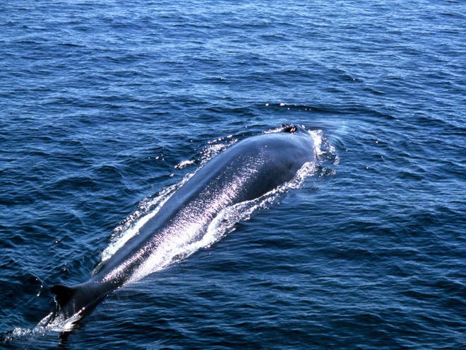 fin-whale-species-wwf