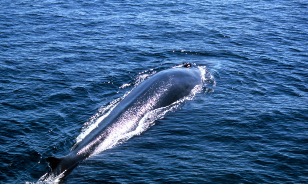 Fin Whale