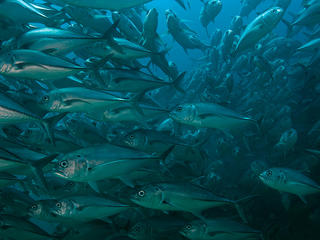 Cabo Pulmo