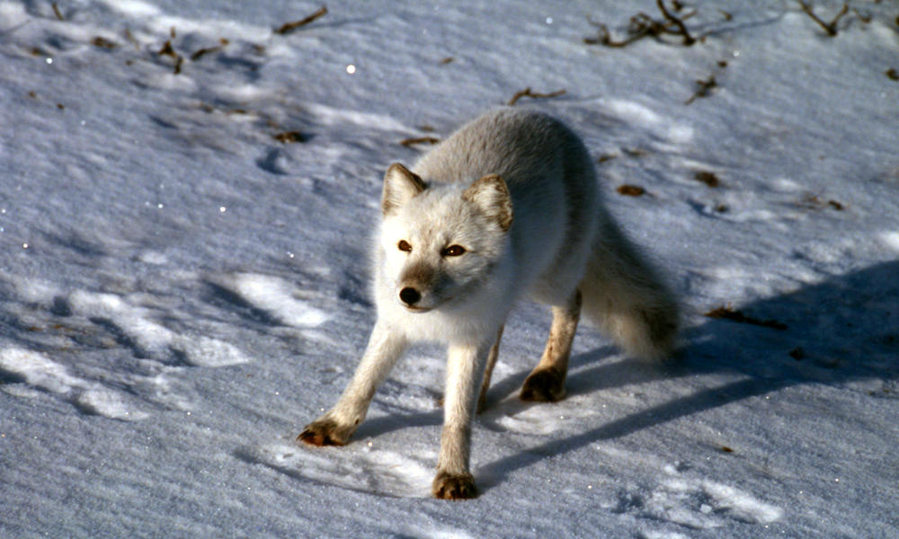 Arctic Fox