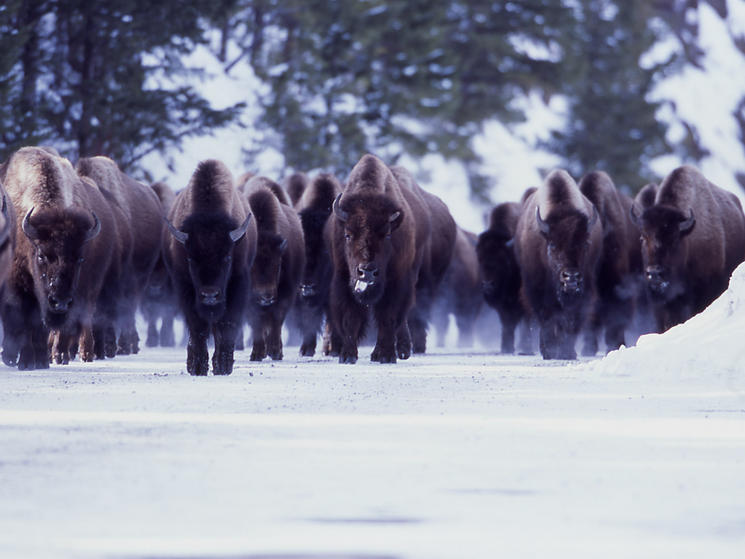 Bison_hazing_jim_peaco