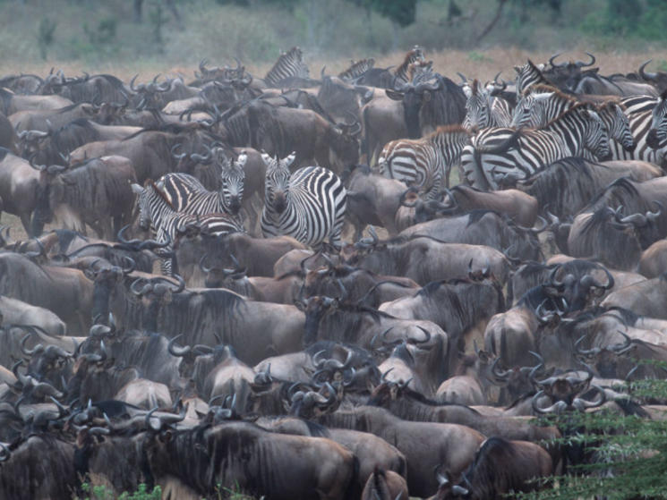 %c2%a9_martin_harvey_-_wwf-canon_-_kenya