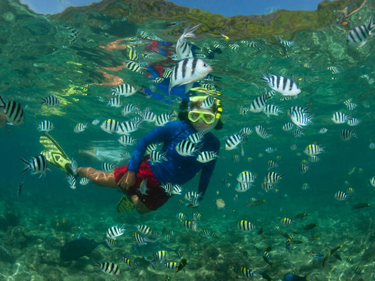 Snorkler_with_sergeant_major_damselfish_at_miniloc_jurgen_freund