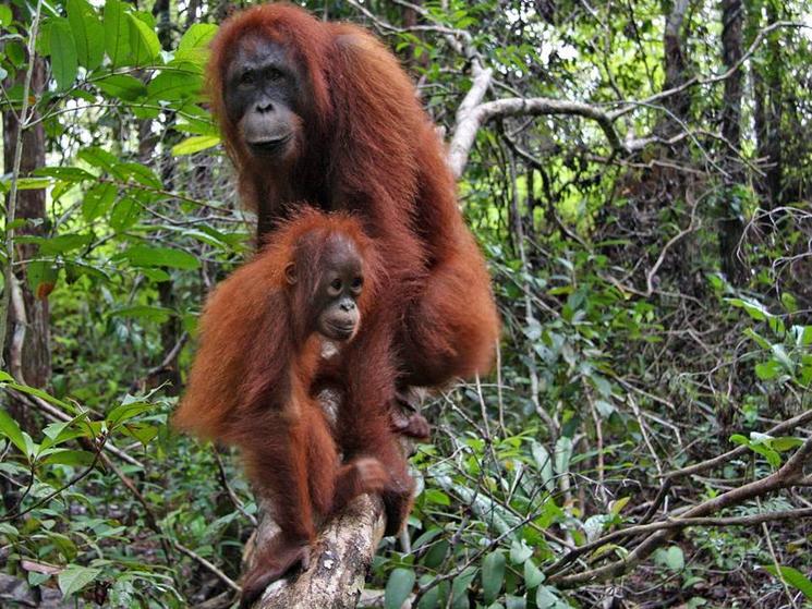 Orangutan
