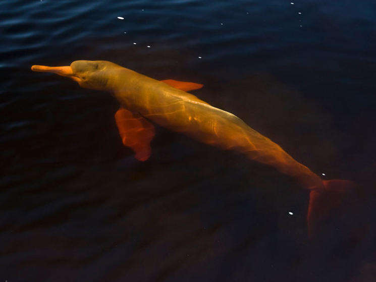 River_dolphin