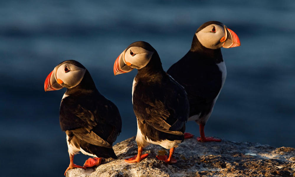 all about puffins