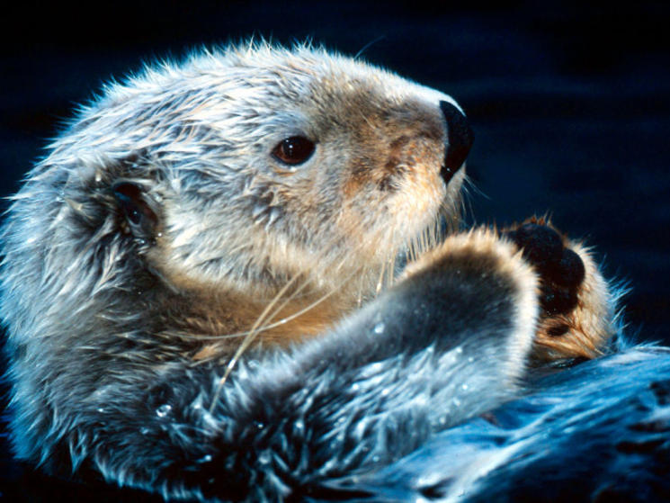 Otter