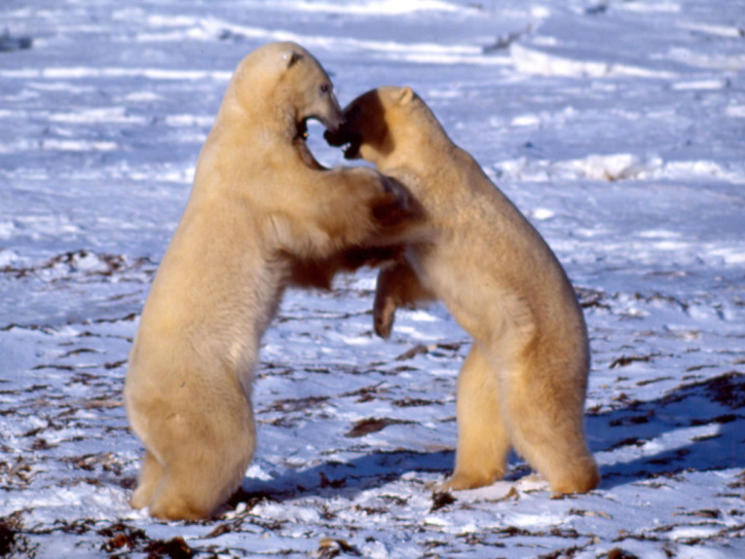 polar bears predators