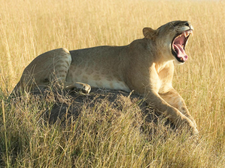 Yawn