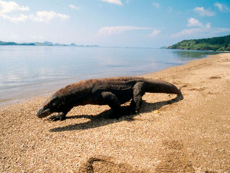 Komodo_dragon