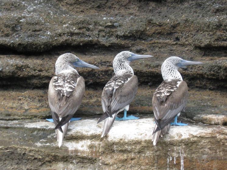 Galpagos_blue_footed_trio_marsea_nelson