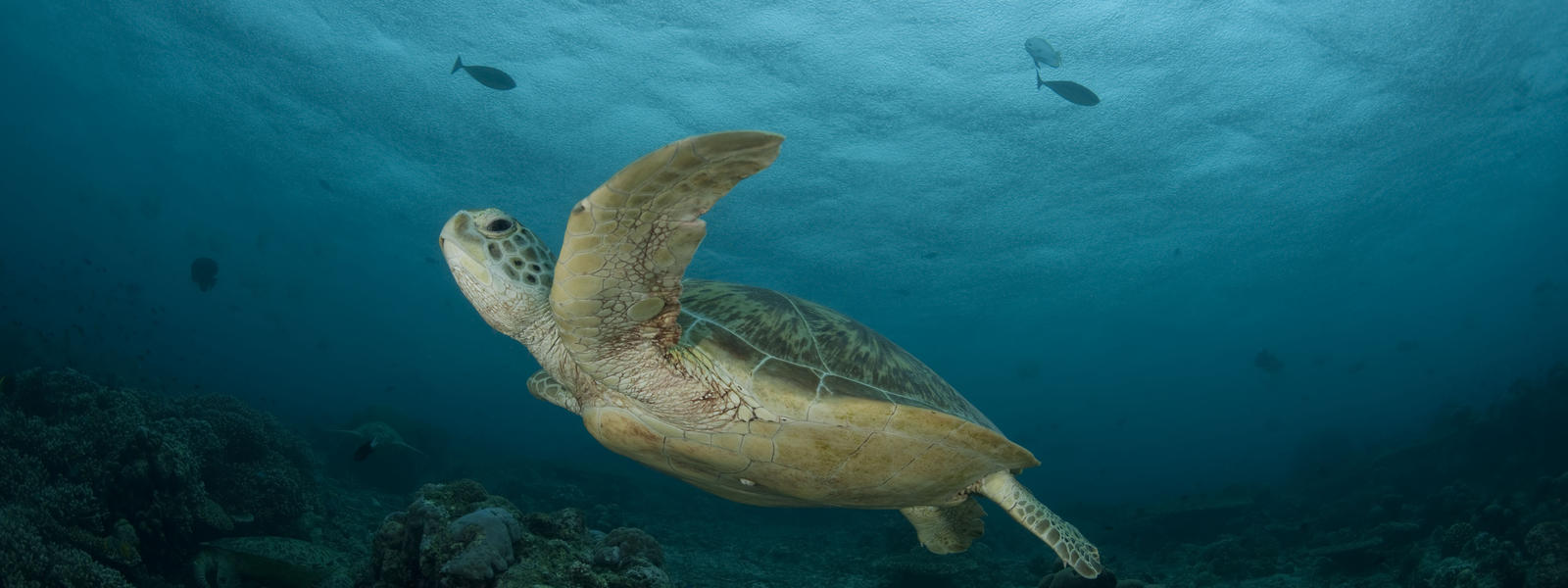 Green Turtle, Malyasia