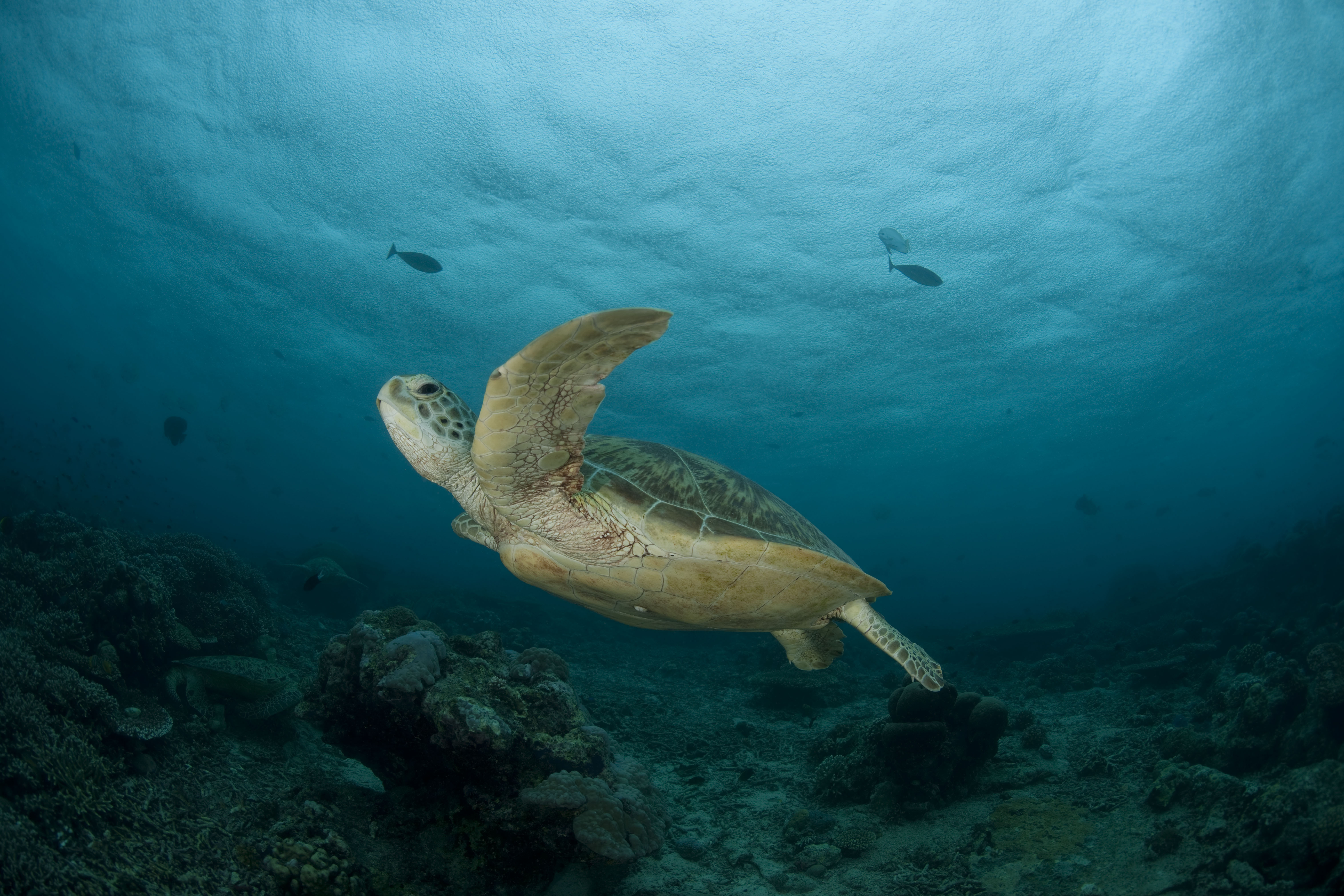 Green Turtle | Sea Turtles | Species | WWF