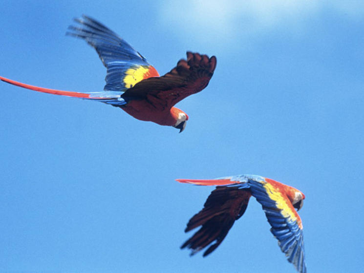 Scarlet_macaws