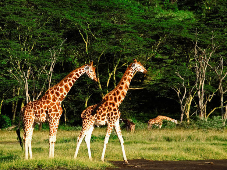 Two_giraffes