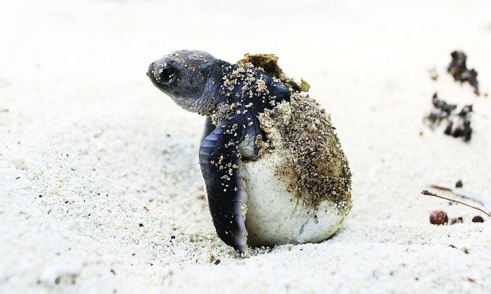 Green turtle hatchling