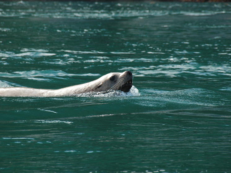 Alaska_june_2010_221