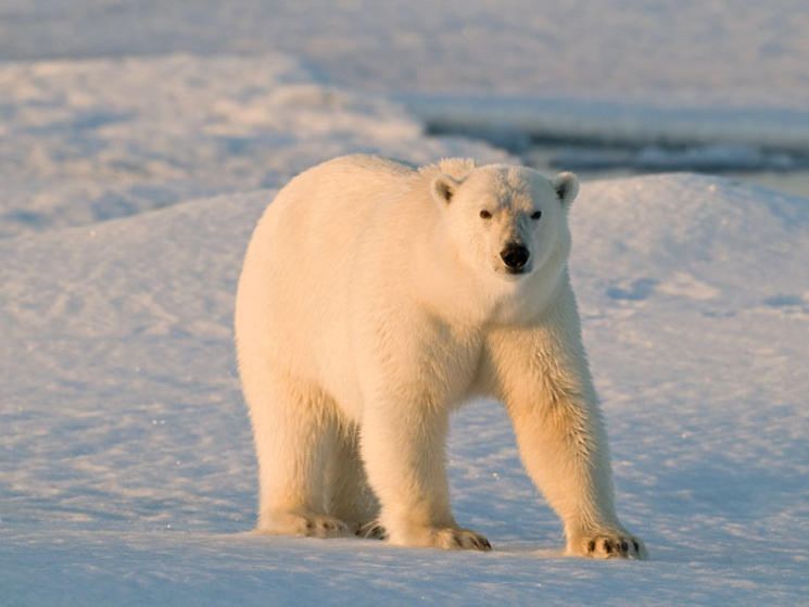 Polar_bear_facts