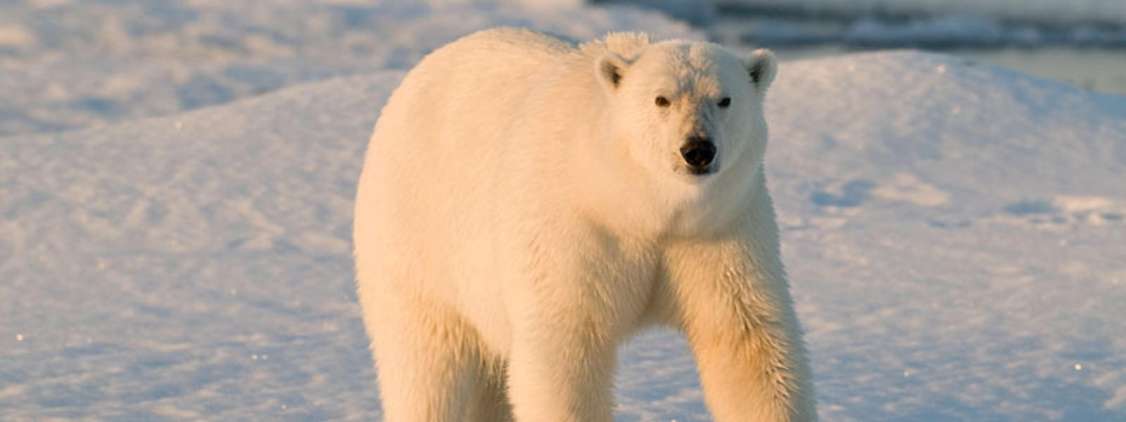 Ten Facts About Polar Bears | Blog Posts | WWF